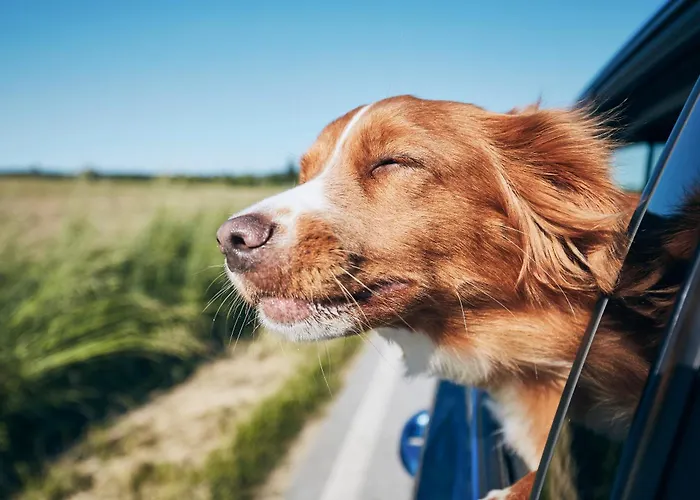 Bloomsburg Dog Friendly Hotels