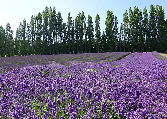 Olympic National Park Dog Friendly Hotels