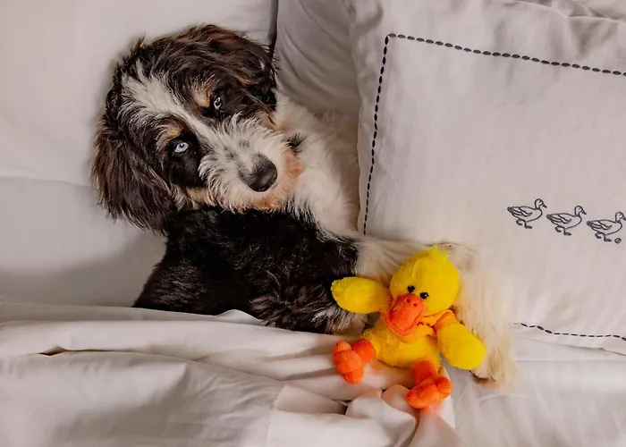 Memphis Dog Friendly Lodging and Hotels